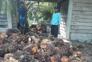 PKS Tanpa Kebun Ganggu Kelembagaan Petani Kelapa Sawit