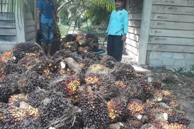 Hilirisasi Industri Sawit di Mata Aspekpir dan Apkasindo