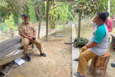 Sawit Sudah Tua dan Produksi Turun Jadi Alasan Ikut PSR