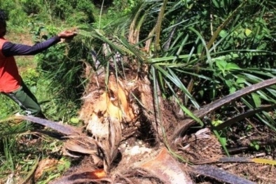 Gajah Ngamuk Merusak Kebun Sawit Warga