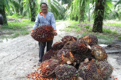 Petani Sawit di Penajam Masih Sulit Bermitra dengan PKS