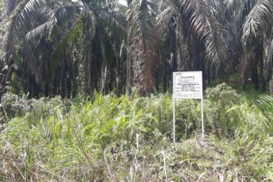 Kejagung Ungkap Mafia Tanah Ubah Hutan Bakau Jadi Kebun Sawit