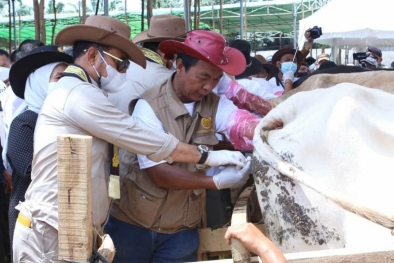 Mentan Syahrul: Potensi Peternakan Lampung Sangat Baik