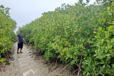 Selamatkan Desa Pantai, GAPKI Rehabilitasi Hutan Bakau