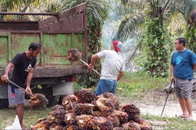 Kabar Gembira, Harga Sawit di Riau Naik Lagi