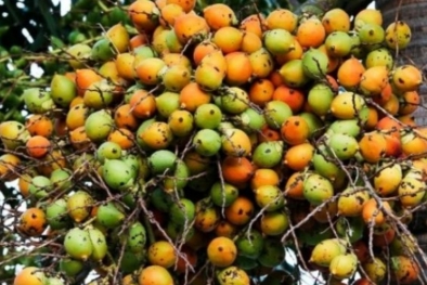 Kabar Buruk! Harga Pinang di Riau Turun Drastis