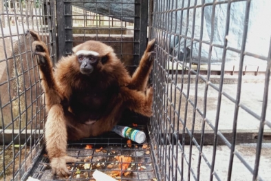 BBKSDA Riau Evakuasi Owa Ungko di Kuansing