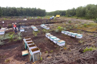 Petani Disarankan Galakkan Ternak Lebah di Kebun Sawit
