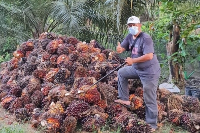 Tanah Kosong di Kutai Masih Banyak, Silahkan Tanam Sawit