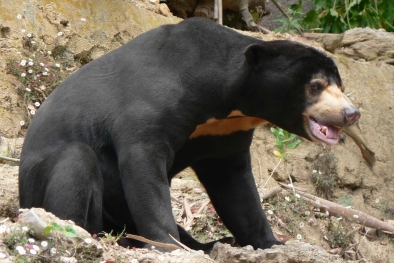 Tiga Ekor Beruang Madu Resahkan Warga Kuansing
