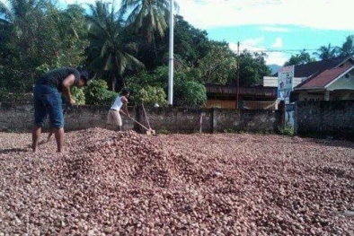 Melihat Harga Komoditas Pertanian di Riau Pekan Ini