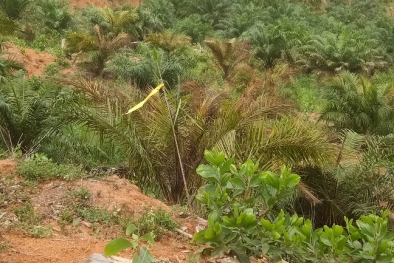 Masih Banyak Perusahaan Yang Izinnya Patut Dicabut