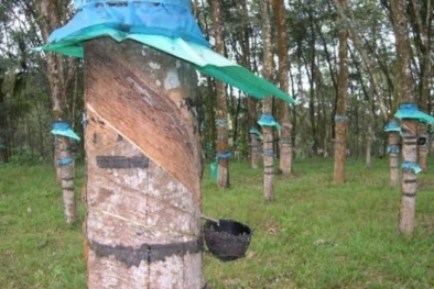 Kabar Gembira, Harga Getah Karet di Riau Mulai Naik