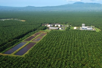 Elvi: Publik Sudah Lama Menunggu Izin Konsesi Kawasan Hutan Dicabut