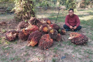 Semangat Petani! Harga Sawit di Riau Naik Lagi