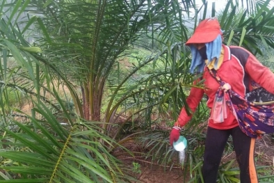 Sawit Bikin NPI 2021 Surplus USD35 Miliar!