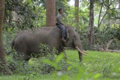 Dua Gajah Rusak Kebun Sawit Warga di Inhu