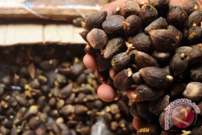 Ekspor Kecambah Sawit Riau Capai 285.313 Butir