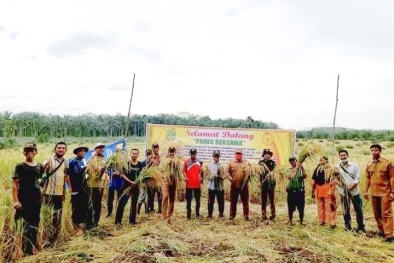 Petani Panen Padi di Kebun Sawit dan Karet yang Di-replanting