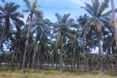 Disbun Identifikasi Kebun Sawit Produktifitas Rendah