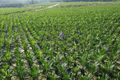 GAPKI Kejar Target Peremajaan Sawit Perusahaan di Sumbar