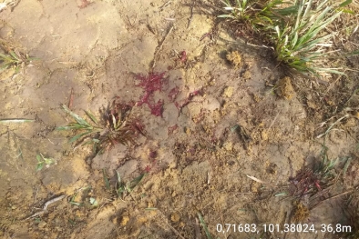 Petani Tewas di Kebun Sawit Kawasan Tahura, KLHK Diminta Bertindak