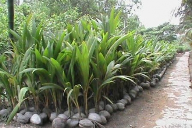 Potensi Kelapa Unggul Sri Gemilang dari Inhil