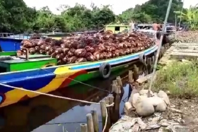 Harga TBS Sumsel Bikin Petani Swadaya Makin Cuan