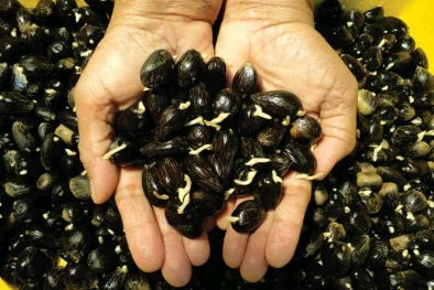 Kepuasan Petani Terhadap Layanan Produsen Benih Sawit Harus Disurvei