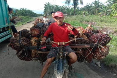 Petani Super Win! Harga Sawit di Riau Naik Drastis