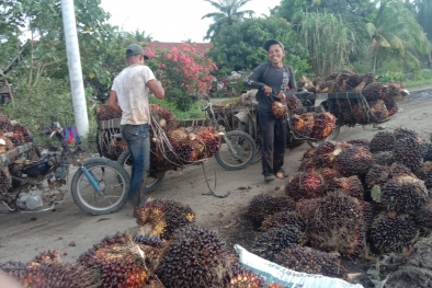 Importir Khawatir Bikin CPO dan Harga Sawit Riau Melambung