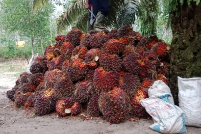 Petani Minta Pemerintah Tindak PKS Nakal di Kukar