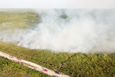 Empat Hektar Lahan Gambut di Riau Terbakar