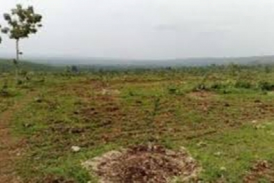 Ada Satgas Baru, Tugasnya Menata Penggunaan Lahan dan Investasi