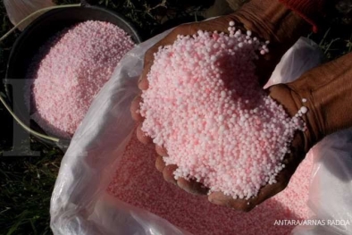 Rawat Kebun, Petani Terpaksa Beli Pupuk Meski Mahal