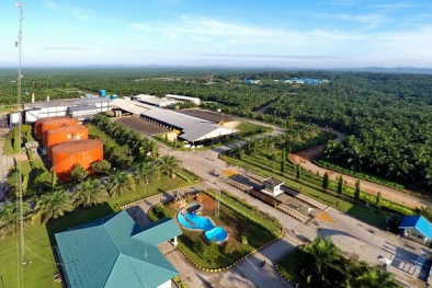 Petani Butuh Pabrik Sawit di Manokwari, Pemda Harus Gerak Cepat