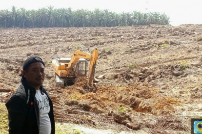 Ratusan Hektar Kebun Petani Selesai Proses Tumbang Chipping