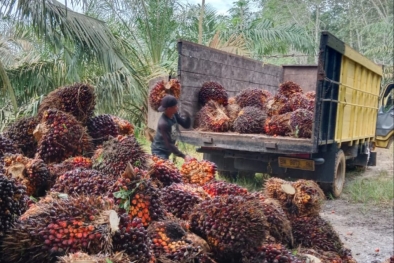 Sawit Pengaruhi Perdagangan di Riau Sehingga Meningkat Drastis
