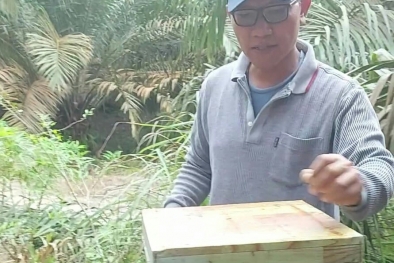 Fery Harianja Ajak Petani Sawit Beternak Lebah Trigona