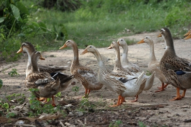 Tani: Masyarakat Pengetahuan