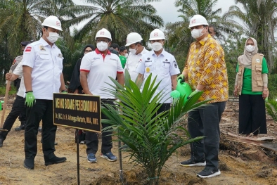 14.900 Hektar Sawit Riau Ditargetkan Replanting Tahun Ini