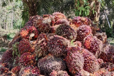 Peremajaan Sawit Habiskan Duit Negara Rp6,69 Triliun
