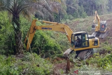 14.831 Hektar Sawit di Riau Diusulkan Replanting Tahun Ini
