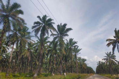 Rekomtek PSR 1.199 Hektar Sawit Rakyat Tahun Ini Sudah Terbit