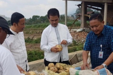 Gizinya Tinggi, Ubi Jalar Diekspor ke Korea