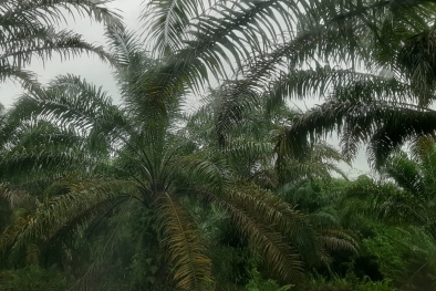 Harga Sawit Tinggi, Tapi Kebutuhan Petani Makin Naik