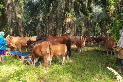 Beternak di Kebun Sawit Kena Pajak? Jangan Khawatir, Ada Solusinya