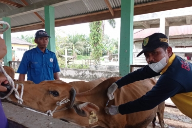 Kementan Kirim Bantuan Atasi Penyakit LSD