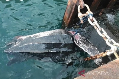 Kasihan, Penyu Mati Tertabrak Kapal di Pelabuhan