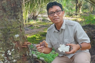 Serangan Ganoderma Berpotensi Meluas ke Seluruh Wilayah Riau